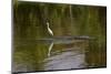 Snowy Egret riding on top of American alligator, Florida-Adam Jones-Mounted Photographic Print