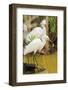 Snowy Egret with fish, Ding Darling National Wildlife Refuge, Sanibel Island, Florida.-William Sutton-Framed Photographic Print