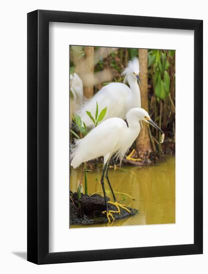 Snowy Egret with fish, Ding Darling National Wildlife Refuge, Sanibel Island, Florida.-William Sutton-Framed Photographic Print