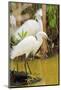 Snowy Egret with fish, Ding Darling National Wildlife Refuge, Sanibel Island, Florida.-William Sutton-Mounted Photographic Print