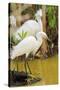 Snowy Egret with fish, Ding Darling National Wildlife Refuge, Sanibel Island, Florida.-William Sutton-Stretched Canvas