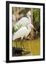 Snowy Egret with fish, Ding Darling National Wildlife Refuge, Sanibel Island, Florida.-William Sutton-Framed Photographic Print