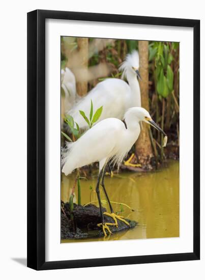 Snowy Egret with fish, Ding Darling National Wildlife Refuge, Sanibel Island, Florida.-William Sutton-Framed Photographic Print