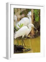 Snowy Egret with fish, Ding Darling National Wildlife Refuge, Sanibel Island, Florida.-William Sutton-Framed Photographic Print