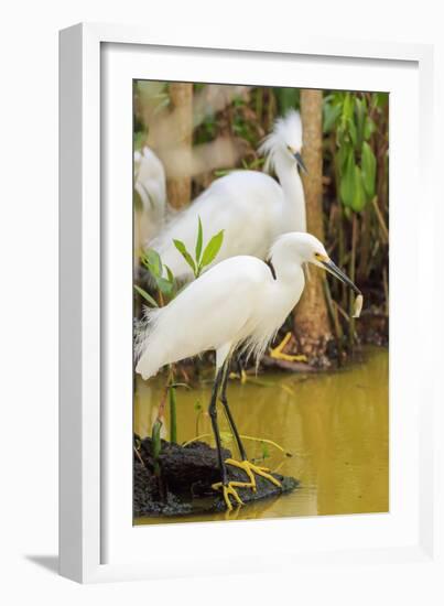 Snowy Egret with fish, Ding Darling National Wildlife Refuge, Sanibel Island, Florida.-William Sutton-Framed Photographic Print