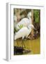 Snowy Egret with fish, Ding Darling National Wildlife Refuge, Sanibel Island, Florida.-William Sutton-Framed Photographic Print