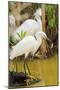 Snowy Egret with fish, Ding Darling National Wildlife Refuge, Sanibel Island, Florida.-William Sutton-Mounted Photographic Print