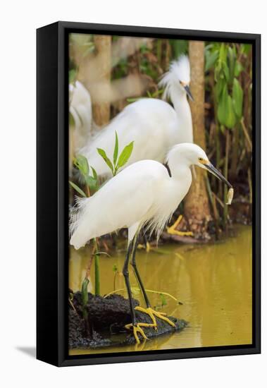 Snowy Egret with fish, Ding Darling National Wildlife Refuge, Sanibel Island, Florida.-William Sutton-Framed Stretched Canvas