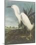 Snowy Egret-James Audubon-Mounted Giclee Print