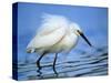 Snowy Egret-Joe McDonald-Stretched Canvas