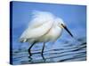 Snowy Egret-Joe McDonald-Stretched Canvas