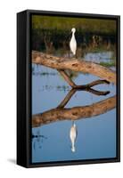 Snowy Egret-Howard Ruby-Framed Stretched Canvas