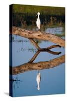 Snowy Egret-Howard Ruby-Stretched Canvas