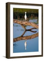 Snowy Egret-Howard Ruby-Framed Photographic Print