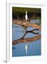 Snowy Egret-Howard Ruby-Framed Photographic Print