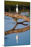 Snowy Egret-Howard Ruby-Mounted Photographic Print