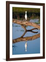 Snowy Egret-Howard Ruby-Framed Photographic Print