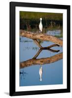 Snowy Egret-Howard Ruby-Framed Photographic Print