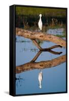 Snowy Egret-Howard Ruby-Framed Stretched Canvas