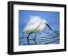 Snowy Egret-Joe McDonald-Framed Photographic Print