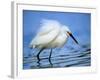 Snowy Egret-Joe McDonald-Framed Photographic Print