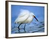 Snowy Egret-Joe McDonald-Framed Photographic Print