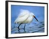 Snowy Egret-Joe McDonald-Framed Photographic Print