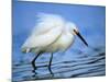 Snowy Egret-Joe McDonald-Mounted Photographic Print