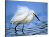 Snowy Egret-Joe McDonald-Stretched Canvas