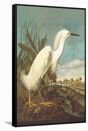 Snowy Egret-John James Audubon-Framed Stretched Canvas