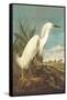 Snowy Egret-John James Audubon-Framed Stretched Canvas