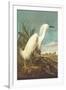 Snowy Egret-John James Audubon-Framed Art Print