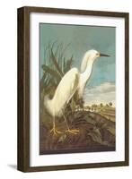 Snowy Egret-John James Audubon-Framed Art Print