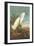 Snowy Egret-John James Audubon-Framed Art Print