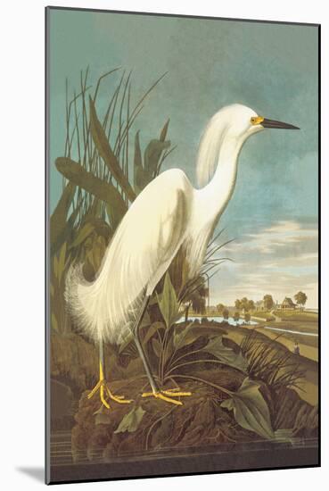 Snowy Egret-John James Audubon-Mounted Art Print