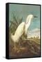 Snowy Egret-John James Audubon-Framed Stretched Canvas
