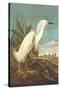 Snowy Egret-John James Audubon-Stretched Canvas