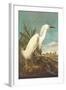 Snowy Egret-John James Audubon-Framed Art Print