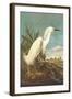 Snowy Egret-John James Audubon-Framed Art Print