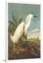 Snowy Egret-John James Audubon-Framed Art Print