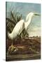 Snowy Egret-John James Audubon-Stretched Canvas