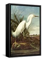 Snowy Egret-John James Audubon-Framed Stretched Canvas