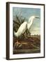 Snowy Egret-John James Audubon-Framed Art Print