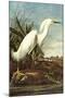 Snowy Egret-John James Audubon-Mounted Art Print