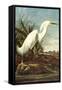 Snowy Egret-John James Audubon-Framed Stretched Canvas