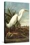 Snowy Egret-John James Audubon-Stretched Canvas