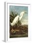 Snowy Egret-John James Audubon-Framed Art Print