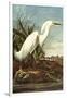 Snowy Egret-John James Audubon-Framed Art Print