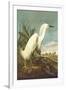 Snowy Egret-John James Audubon-Framed Art Print