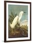 Snowy Egret-John James Audubon-Framed Art Print